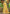 Prazu Fashion Yellow Assam Silk Weaving Wedding Wear Saree