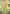 Prazu Fashion Green Assam Silk Weaving Wedding Wear Saree