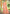 Prazu Fashion Peach Assam Silk Weaving Wedding Wear Saree