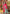 Prazu Fashion Rani Pink Silk Weaving Wedding Wear Saree