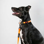 Thumbnail for Waggety Dog Leash - Durable Orange Polyester, Length - 5Ft, Comfortable Grip, Stylish Pet Leash for Dogs