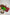 khanduapata Green & Maroon Colour Dot Design Cotton Saree For Women