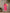 Yufta Cotton Hot Pink Leheriya Kurta