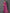 NOZ2TOZ Women's Dola Silk Magenta Printed Designer Saree With Blouse Piece - Distacart