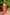 Pink Jute Silk Woven Design Saree with Unstitched Blouse - A2M