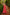 Pomcha Jaipur Gaurangi Red Inaya Cotton Printed Dress