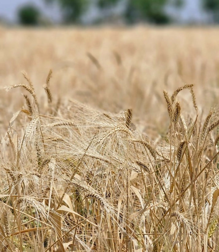 Organic_emmer_khapli_wheat_flour