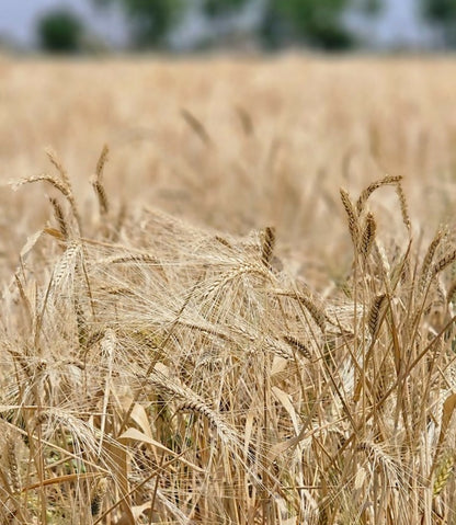 Organic_emmer_khapli_wheat_flour