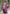 Prazu Fashion Wine Chinon Silk Embroidered Sharara Suit