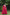 Jyoti Fashion Women's Rani Pink Faux Blooming Sequins Zari Embroidered Anarkali Dress with Dupatta - Distacart