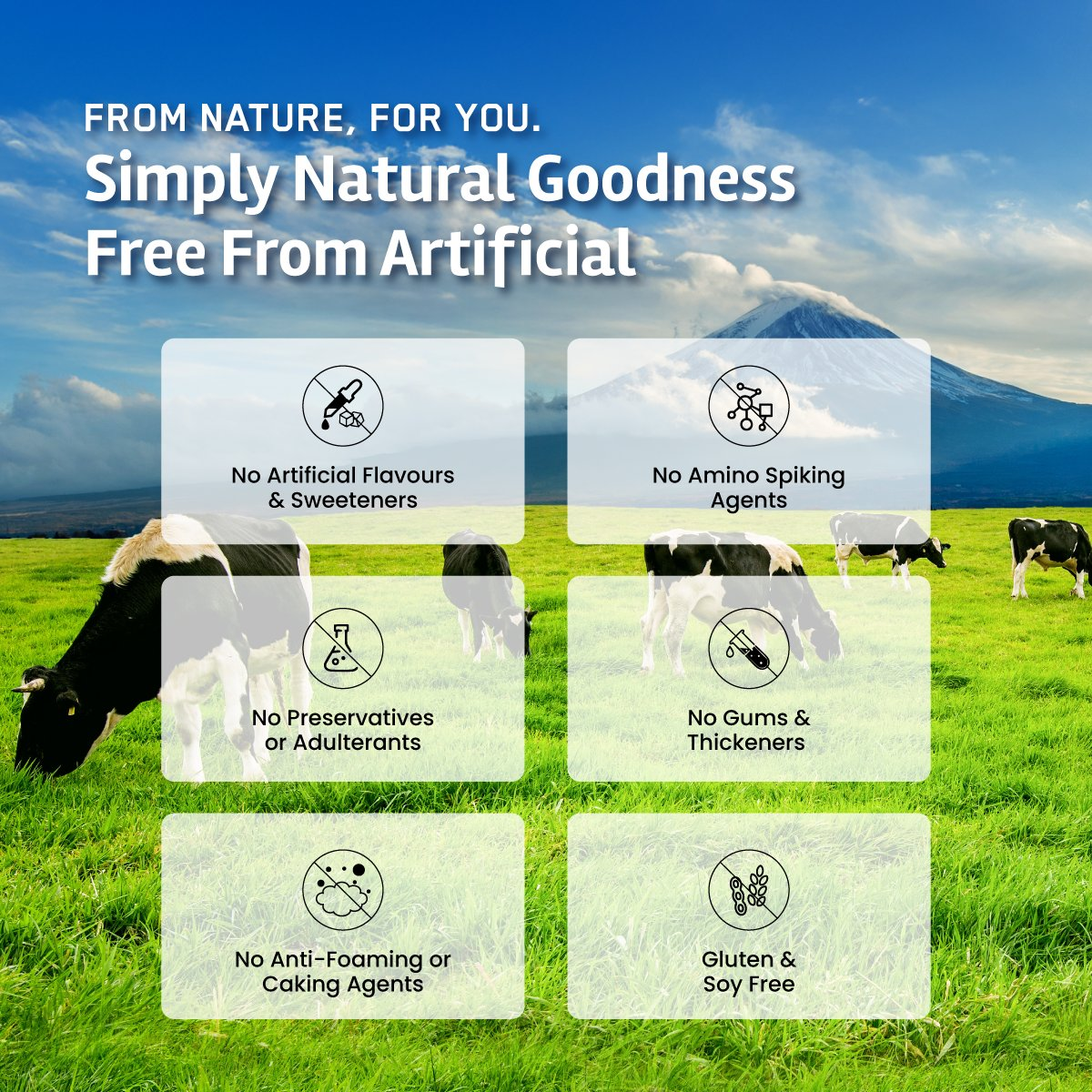 Big Muscles Nutrition Gold Whey Isolate