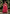 Women's Floral Printed Knee Length Flared Rayon Kurti And Pant Set With Cotton Printed Dupatta (Red) - Hiral Fashion