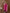 Prazu Fashion Rani Pink Organza Embroidery Coding Sequin Salwar Suit