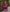 Prazu Fashion Purple French Crepe Thread Embroidered Palazzo Suit