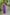 Very Much Indian Taapsee - Designer! Pure Mul Cotton Saree with Sleek Border - Purple