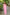Very Much Indian Taapsee - Designer! Pure Mul Cotton Saree with Sleek Border - Rose Pink