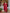 The52 Beautiful Viscose Chanderi Fabric Straight Kurta, Pant and Dupatta Set
