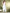 Sangria Self Design Shoulder Straps Straight Kurta With Palazzo