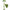 Wild Oak Jade Roller & Gua Sha Massager Combo Tool - Distacart