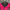 Piped Pleasure Rani Pink Coloured Silk Ready to Wear Blouse - kapda Tailor - Distacart
