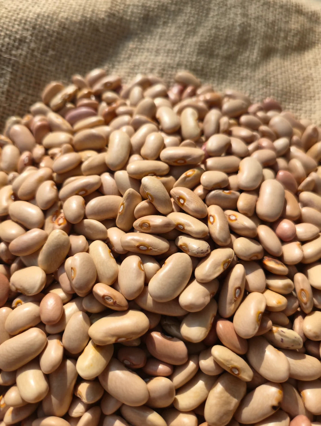 Hetha Himalayan White Rajma - Dista
