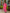 Juniper Women's Pink Polyester Printed Kurta Set - Distacart