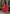 Juniper Women's Pink Georgette Printed Kurta Set - Distacart