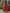 Juniper Women's Rust Ethnic Motif Printed Cotton Kurta Set With Thread Work & Sequins - Distacart