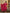 Juniper Women's Women Red Printed Straight Kurta Pants & Dupatta Set - Distacart