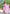 Juniper Women's Pink Pure Cotton Printed Kurta Set - Distacart