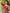 Janasya Dark Rayon Floral A-Line Dress