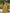 Janasya Bright Cotton Floral A-Line Dress