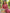 Janasya Light Dobby Chiffon Self Design A-Line Kurta