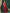 NOZ2TOZ Women's Chiffon Red Embroidered Designer Saree With Blouse Piece - Distacart