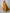 Jyoti Fashion Women's Mustard Cotton Blend Embroidered Kurta Set - Distacart