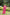 Jyoti Fashion Women's Pink Faux Georgette Leheriya Print with Kutchi Patchwork Ethnic Kurta - Distacart