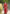 Jyoti Fashion Women's Red Handloom Raw Silk Printed Border Traditional Saree with Blouse - Distacart