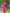 Jyoti Fashion Women's Pink Handloom Raw Silk Printed Border Traditional Saree with Blouse - Distacart