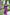 Jyoti Fashion Women's Purple Handloom Raw Silk Weaving Pallu Traditional Saree with Blouse - Distacart