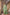 Jyoti Fashion Women's Pista Green Handloom Raw Silk Weaving Pallu Traditional Saree with Blouse - Distacart