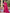 Jyoti Fashion Women's Magenta Shimmer Chiffon Embellished Border with Crystal Lines Saree with Blouse - Distacart