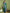 Jyoti Fashion Women's Green Silk Blend Ikat Jari Weaving Pattern with Jari Border Saree with Blouse - Distacart