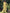 Jyoti Fashion Women's Lemon Yellow Muslin Floral Digital Print with Sequins Work Salwar Suit Set - Distacart