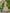 Jyoti Fashion Women's Green Chinon Digital Print with Sequins Zari Embroidered Lehenga Choli & Dupatta - Distacart
