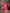 Jyoti Fashion Women's Pink Soft Lichi Silk Jacquard Traditional Saree with Blouse - Distacart