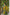 Jyoti Fashion Women's Lemon Yellow Banarasi Silk Zari Woven Traditional Saree with Blouse - Distacart