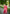 Jyoti Fashion Women's Pink Handloom Raw Silk Weaving Designer Saree with Blouse