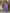 Jyoti Fashion Women's Purple Rayon Slub Printed Designer Kurta Set with Dupatta