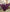 Jyoti Fashion Women's Wine Faux Blooming Sequins with Zari Embroidered Anarkali Dress - Distacart