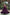 Jyoti Fashion Women's Wine Faux Blooming Sequins with Multi Thread Embroidered Anarkali Dress - Distacart